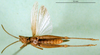 CollectionObject 1501429; 2e26b998-c83a-4d80-938b-71c5e161be7b, DORSA BA000638S01: male, ventral view (holotype). (CollectionObject).