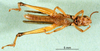 CollectionObject 1501407; 5614a38c-0c2e-49f1-9ea3-a74dc92d610b, DORSA BA000100S01: male, ventral view (holotype). (CollectionObject).