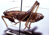 CollectionObject 1532843; NMW 3226150, 88d8f7aa-369a-4cdc-b1b6-e51fb5d9441d: male nymph, lateral view (Odontocoryphus pullus). (CollectionObject).