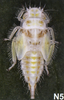 Live specimen: !! display not done !! on Eurhadina (Eurhadina) pulchella (Fallén, 1806): Nymph (N5). (Observation).