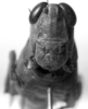 CollectionObject 1541285; 6cb34573-d8a3-41ff-8cf1-31f3709d8955: 1970. female, frontal view (holotype). (CollectionObject).