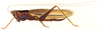 Agraecia punctata (Saint-Fargeau & Serville, 1825): Pl. 11, Fig. 3. female habitus. (Otu).