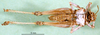 CollectionObject 1571074; 1cbe6d82-b330-4400-a9ed-21a6ed6a6aa0: female, ventral view (paralectotype). (CollectionObject).