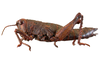 CollectionObject 1513291; MLP4242/2, d117e843-dd40-4b34-aba5-97ff3c404378: female, lateral view (allotype). (CollectionObject).