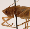CollectionObject 1534525; a90e162f-bf3d-454b-a844-79aa191b5b31: female head and pronotum, lateral view (holotype). (CollectionObject).