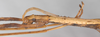 CollectionObject 1563697; fc737d25-64f3-4020-8b50-58afe227e26c: copyright F. Hennemann. male: head, lateral view (paratype). (CollectionObject).;CollectionObject 1563698; c8942c7b-19a1-42cb-92ea-ff04c56c5154: copyright F. Hennemann. male: head, lateral view (paratype). (CollectionObject).;CollectionObject 1563699; 2be125d9-3a27-4340-b2ab-14e7d1f19ef3: copyright F. Hennemann. male: head, lateral view (paratype). (CollectionObject).