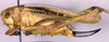 CollectionObject 1564694; bb43b9c7-6c08-4ff1-867f-6b4f4208caa8: female, lateral view (syntype). (CollectionObject).