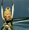 CollectionObject 1534684; 0e3aa790-c504-4f99-9c8f-01ab1256f92b: male frons (syntype). (CollectionObject).