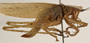 CollectionObject 1529798; 087b158f-77a4-41a6-a74c-16486240096c: female, lateral view (holotype). (CollectionObject).