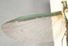 CollectionObject 1557508; 213d8a09-9f6c-4269-9e96-470aa795a70a: copyright Natural History Museum, London. male, wings (holotype). (CollectionObject).
