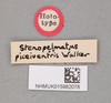 CollectionObject 1517603; 984f272c-ce3e-4346-8714-01ca5a090ef1, NHMUK015982078: labels (holotype). (CollectionObject).