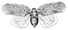 Habitus, dorsal view on Exoma medogensis Chou & Lu, 1981: (Observation).