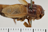 Gryllus (Gryllus) capitatus Saussure, 1874: Right tegmen. Syntype. Male. Chile. a74008e6-dae5-40a0-88c2-d7b3016acd8f. (Otu).