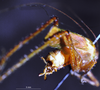 CollectionObject 1537885; Depo SF.DepoID 180, 3224939, 42a4bf6b-dded-4258-8933-95622edf7489: male cerci (paratype). (CollectionObject).