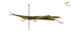 CollectionObject 1861678; Unioeste Cascavel SAOP-131F, 591439cf-cd73-429a-b911-be25eeca2d87: Female. Lateral view. (CollectionObject).