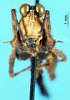 CollectionObject 1537607; 8b4d5842-75e4-411b-9dd2-133ddc0a7a9a: male, frontal view. (CollectionObject).