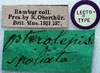 CollectionObject 1517228; 5d00810c-f3ae-4531-8c2f-1d8f5f79cb67: labels (syntype or lectotype). (CollectionObject).