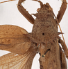 CollectionObject 1534735; 94b56ed9-1d7f-4b61-907f-e5d3ce4c8af8: male, dorsal view (paralectotype). (CollectionObject).