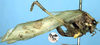 CollectionObject 1517199; 7ff096d9-1d9f-4a7a-8931-72b37729bc5a: female, lateral view (holotype). (CollectionObject).