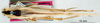 CollectionObject 1532851; NMW 3224329, 49ec486a-8722-4314-9055-8557a5da63a7: female, dorsal view (allotype). (CollectionObject).