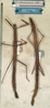 CollectionObject 1557749; bcfe3578-c985-44ff-ab52-ad49b8517855: copyright NMW, Vienna. female Carausius strumosus (syntype). (CollectionObject).;CollectionObject 1557750; 50ee3d39-7e2d-48ad-8cbf-b1ba37969181: copyright NMW, Vienna. female Carausius strumosus (syntype). (CollectionObject).