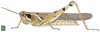 Exopropacris modica (Karsch, 1893): p. 155, Fig. 1. female habitus. (Otu).