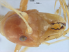 CollectionObject 1566932; 2058b233-de48-436e-a7db-b22f7156800e: male, frontal view (holotype). Parque Nacional do Pau Brasil, Porto Seguro, Brazil. (CollectionObject).
