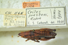 CollectionObject 1498695; 92395aed-5f50-4158-9292-b1a470e0c917: male with labels, dorsal view. (CollectionObject).