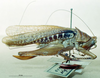 CollectionObject 1505279; aef2592e-ef58-45f5-91b8-dabf3a080155: female, lateral view (syntype). (CollectionObject).