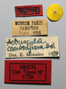 CollectionObject 1535547; a183472e-e191-482d-904f-16ae43e82347: female, labels (holotype). (CollectionObject).