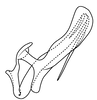 Aedeagus, lateral view on Coarctana asymmetrica Domahovski & Cavichioli, 2023: Male holotype [DZUP]: aedeagus, lateral view. (Observation).