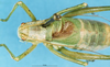 CollectionObject 1507128; 79b4e3ce-f0e2-4c43-b6fa-cc64a0bfff8d: male, dorsal view. (CollectionObject).