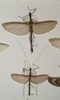 CollectionObject 1560386; 0fb9efea-4152-4ded-892d-cd193e548787: copyright OUMNH. female (lectotype) and male (plt). (CollectionObject).