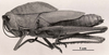 CollectionObject 1526367; efa3261a-67f6-41fe-940f-c7c507473351: female, lateral view. (CollectionObject).