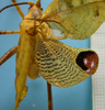 CollectionObject 1542684; 73fc5864-7f54-4e62-b406-1633c08af80f: male, left wing dorsal view (holotype). (CollectionObject).