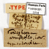 CollectionObject 1587149; MNHN(SF IMPORT DUPLICATE) MNHN-EP-EP1016, c92f7f1a-485e-46e1-9041-62ab11f45968: CC BY-NC-ND 4.0/MNHN - Depraetere Marion - 2014. Type, sex unknown, of armadillo Serville, 1831. Specimen number: MNHN-EP-EP1016. http://coldb.mnhn.fr/catalognumber/mnhn/ep/ep1016. (CollectionObject).