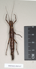 CollectionObject 1558247; 3561054c-469a-4110-864c-9d03ba2dd9de: copyright Natural History Museum, London. female (paratype). (CollectionObject).;CollectionObject 1558248; 01b2e8bc-046c-4eb6-9b39-8a056fb49749: copyright Natural History Museum, London. female (paratype). (CollectionObject).