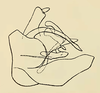Male genital capsule, lateral view on Chinaia rubescens (Fowler, 1900): Male: genital capsule, lateral view. (Observation).