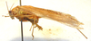 CollectionObject 1543679; 443ae864-24b6-44b5-b8cd-91cb2923b89f: male, lateral view (syntype). (CollectionObject).