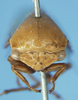 Head on Darnoides punctellus Stål, 1870 now Darnoides limbata Fairmaire, 1847: (Observation).