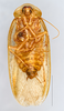 Arenivaga grata Hebard, 1920: Photo by Heidi Hopkins. Adult male, ventral habitus. (Otu).