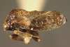 Centrodontini Deitz, 1975: _Centrodontus atlas_. (Otu).