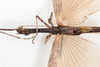 CollectionObject 1559092; NMW 217, 2c014ed2-0d61-47a3-bd22-932cf04472a1: copyright NMW, Vienna. female: head & thorax, ventral view (holotype). (CollectionObject).