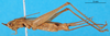 CollectionObject 1500880; 5773b734-c113-48a1-be47-dc6858b00cc0: female, lateral view (syntype). (CollectionObject).