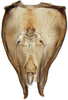 Pygofer, dorsal view: Drakensbergena phaeogramma, pygofer, dorsally (INHS). (Observation).