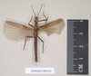 CollectionObject 1559615; NHMUK(SF IMPORT DUPLICATE) 845251, 2437de70-e8bb-468b-8518-00406396d401: copyright Natural History Museum, London. male Necroscia cyllarus (lectotype). (CollectionObject).