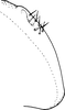 Pygofer, lateral view on Edwardsiana munda (McAtee, 1926): Pygofer, lateral view. (Observation).