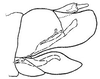 Pygofer, lateral view: !! display not done !! on Scaphoideus (Scaphoideus) luteolus Van Duzee, 1894: genital capsule, laterally. (Observation).