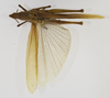 CollectionObject 1568949; 058003ba-a71b-4373-8b2b-34c5ff63f814: female. dorsal view (allotype). (CollectionObject).