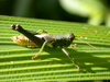 Dichromatos lilloanus (Liebermann, 1948): male. (Otu).